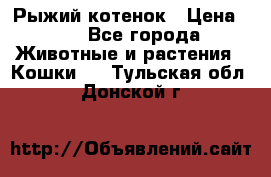 Рыжий котенок › Цена ­ 1 - Все города Животные и растения » Кошки   . Тульская обл.,Донской г.